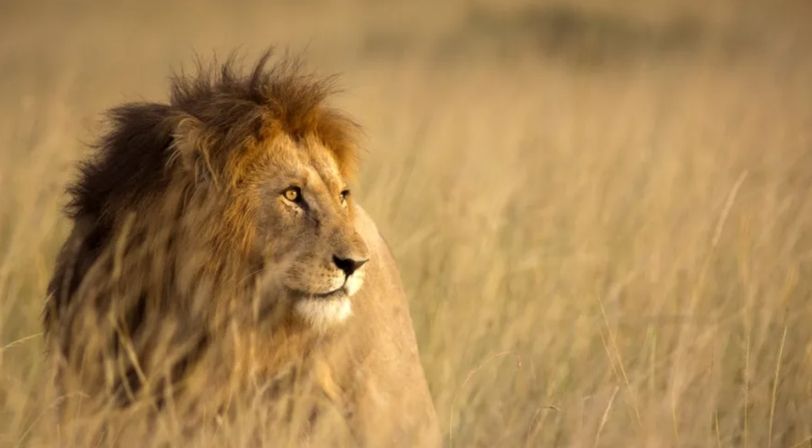 Essential South Africa with Victoria Falls